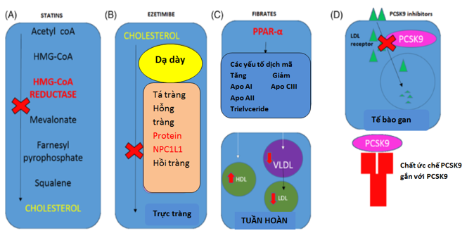 rối loạn lipid máu ở người tiểu đường