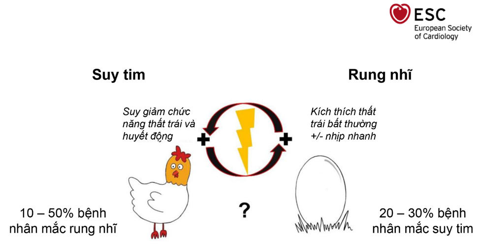 rung nhĩ kèm suy tim - Image 4
