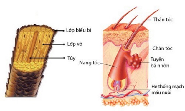 rụng tóc do thiếu máu - Image 5