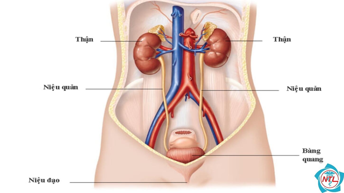 sơ đồ hệ tiết niệu - Image 2