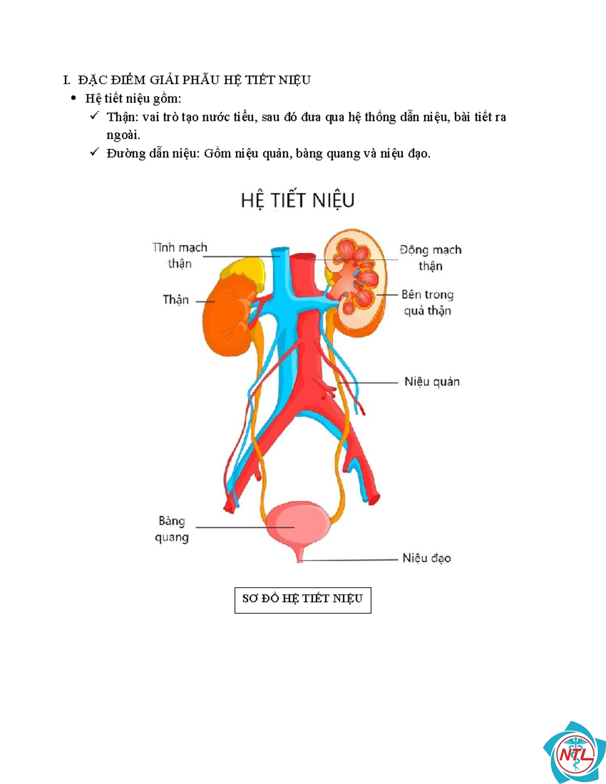 sơ đồ hệ tiết niệu - Image 3