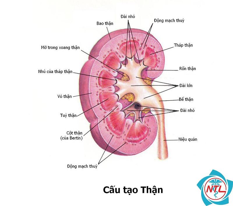 sơ đồ hệ tiết niệu - Image 4