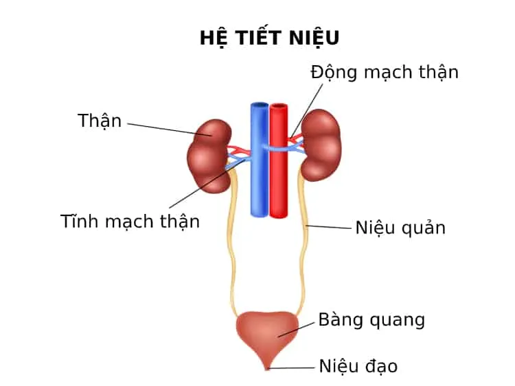 sơ đồ hệ tiết niệu - Image 5