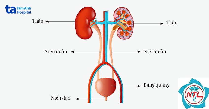 sơ đồ hệ tiết niệu