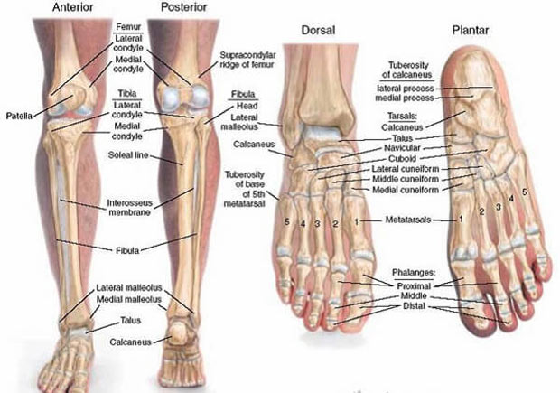 sự khác nhau giữa xương tay và chân - Image 2