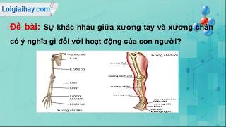 sự khác nhau giữa xương tay và chân - Image 4