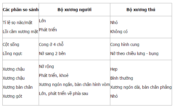 sự khác nhau giữa xương tay và chân - Image 5