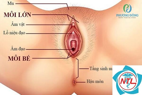 sùi mào gà ở nữ giới - Image 3