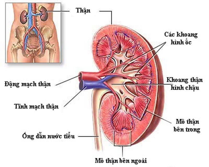 suy thận sau sinh - Image 3