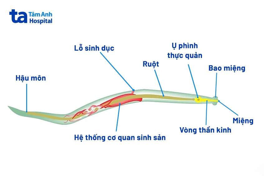 tác hại của giun kim sinh học 7 - Image 3