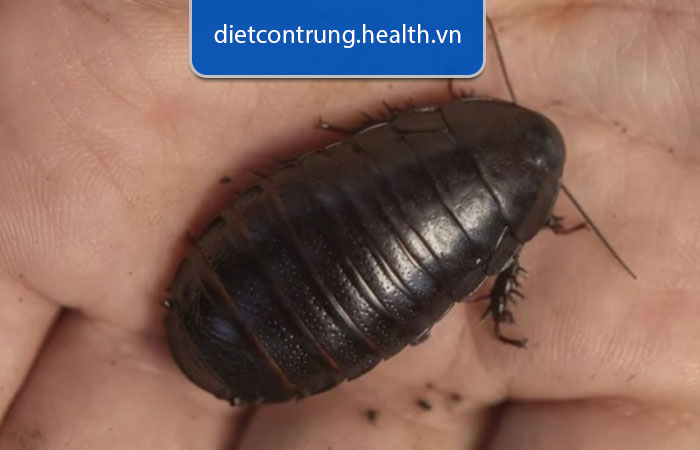 tại sao không nên đập gián