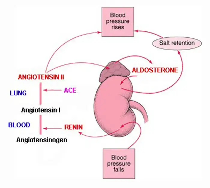 tăng huyết áp do rối loạn nội tiết - Image 2