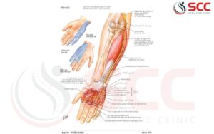 thời gian hồi phục dây thần kinh trụ