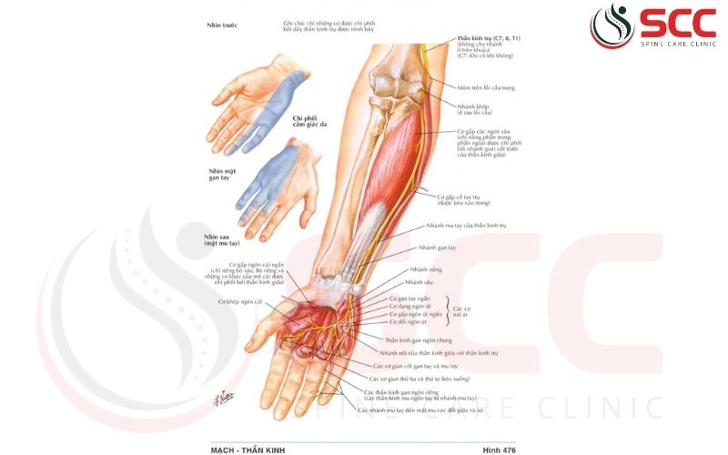 thời gian hồi phục dây thần kinh trụ