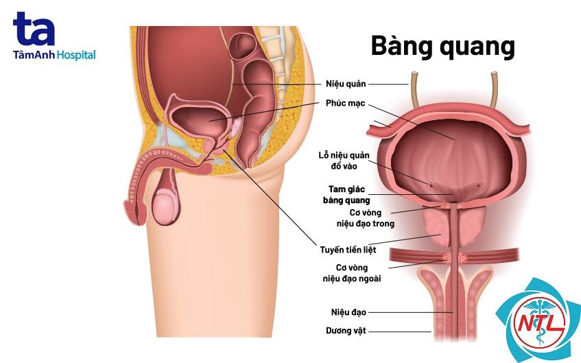 tiểu không tự chủ ở nam giới - Image 2