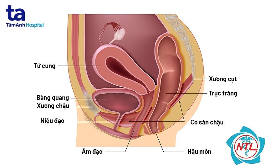 tiểu không tự chủ ở phụ nữ