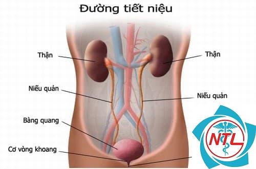 tiểu máu không đau - Image 1