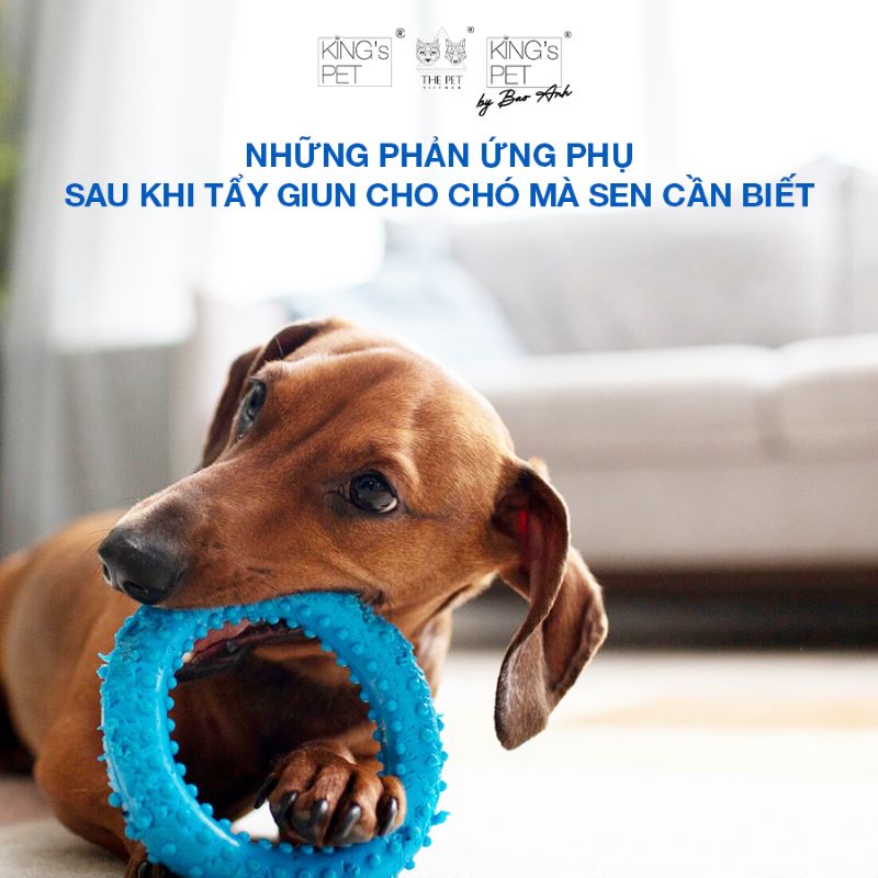 triệu chứng sau khi tẩy giun cho chó - Image 5
