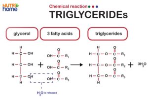 triglyceride cao