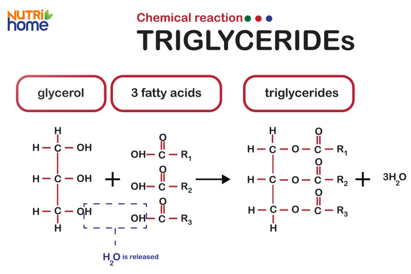 triglyceride cao ở người lớn
