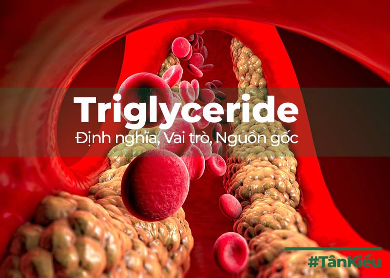 triglyceride cao và gan nhiễm mỡ - Image 4
