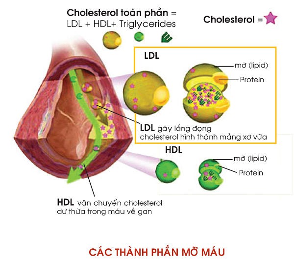 triglyceride cao và gan nhiễm mỡ - Image 5