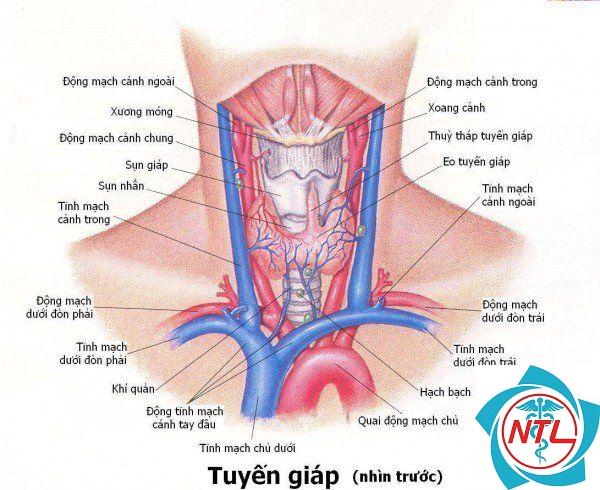 tuyến giáp trạng - Image 3