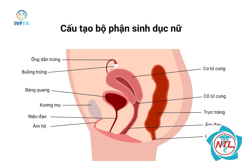u niệu đạo - Image 4