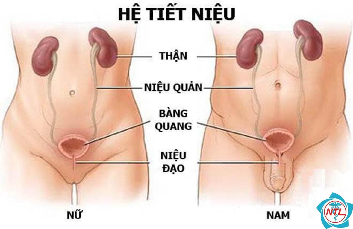 u niệu đạo - Image 5