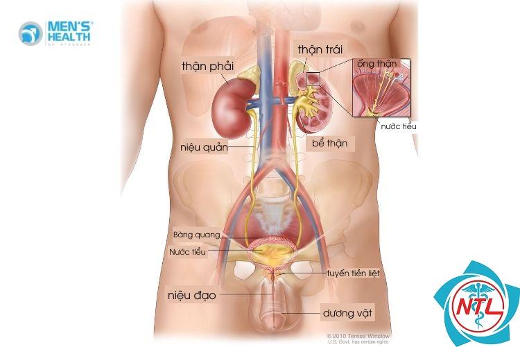 ung thư đường tiết niệu - Image 1