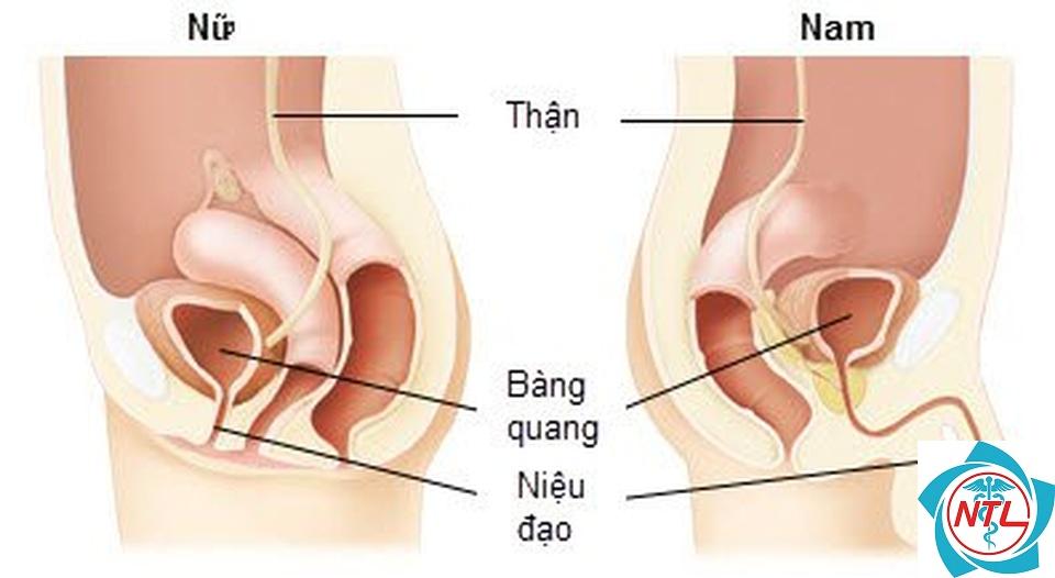 ung thư niệu đạo - Image 1