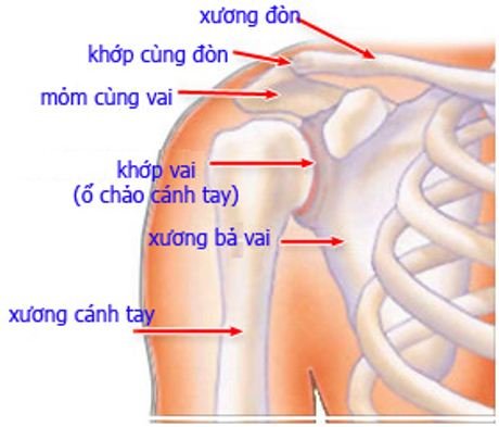 vị trí gãy xương đòn thường gặp