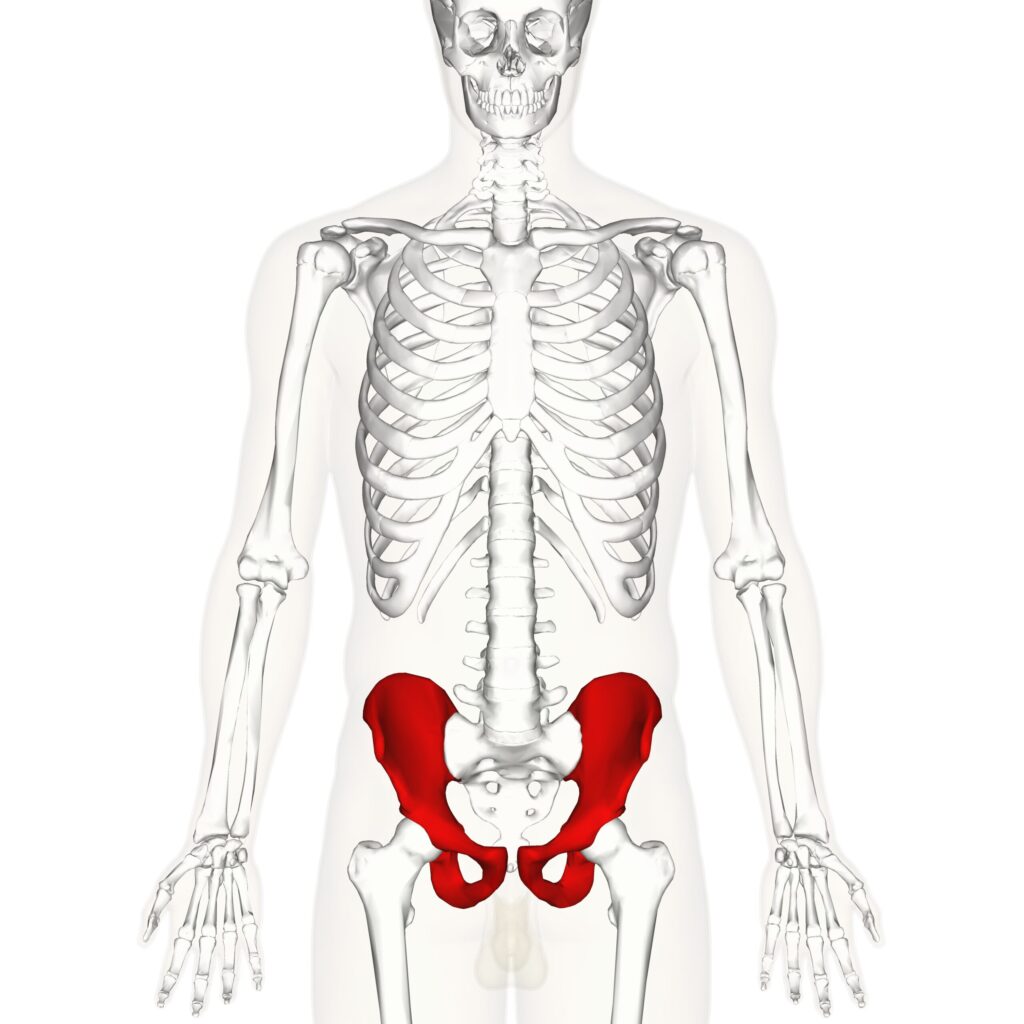 vị trí xương chậu