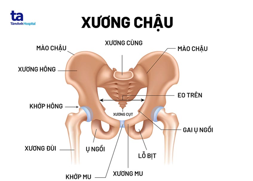 vị trí xương chậu - Image 3