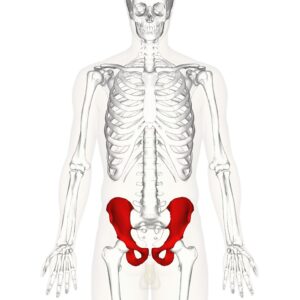vị trí xương chậu
