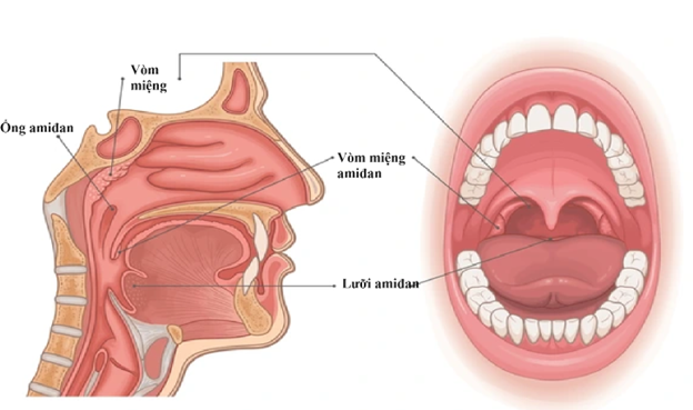 viêm va là gì - Image 5