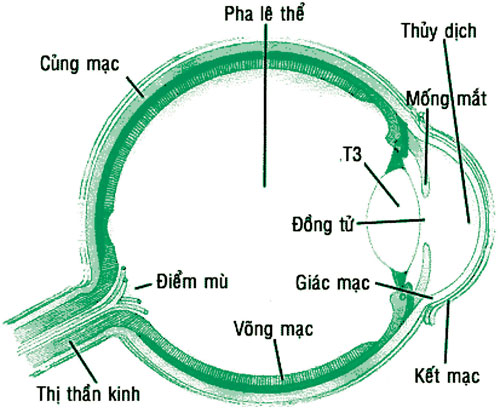 xốn mắt - Image 2