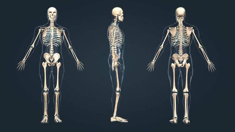xương - Image 3