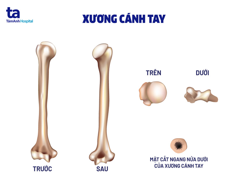 xương cánh tay - Image 3