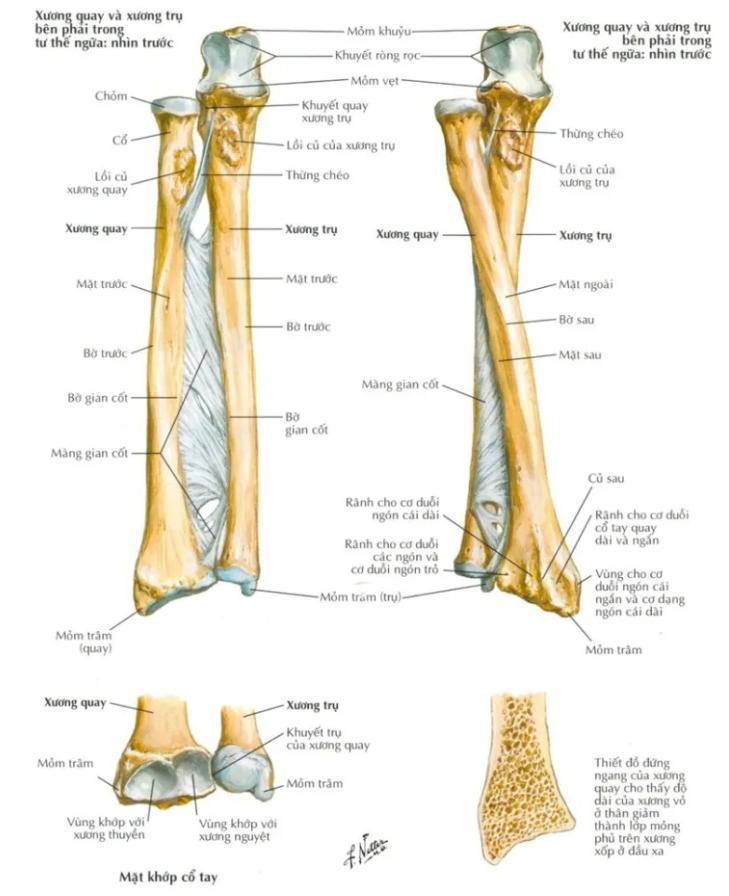 xương cánh tay giải phẫu - Image 2