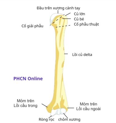 xương cánh tay giải phẫu - Image 3