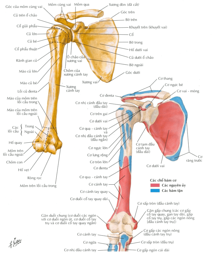 xương cánh tay giải phẫu