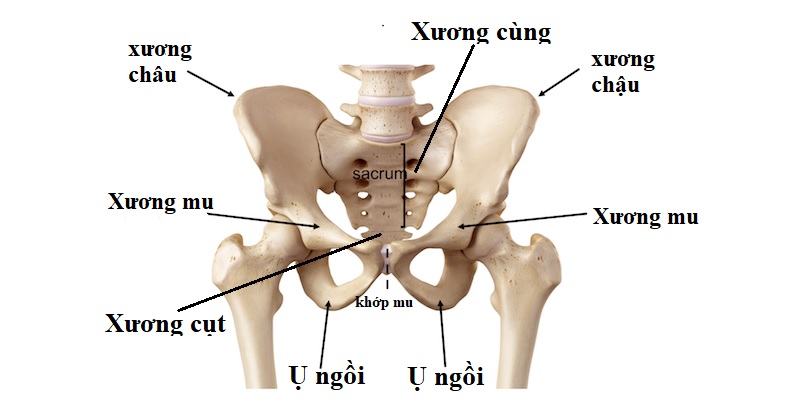 xương chậu - Image 2