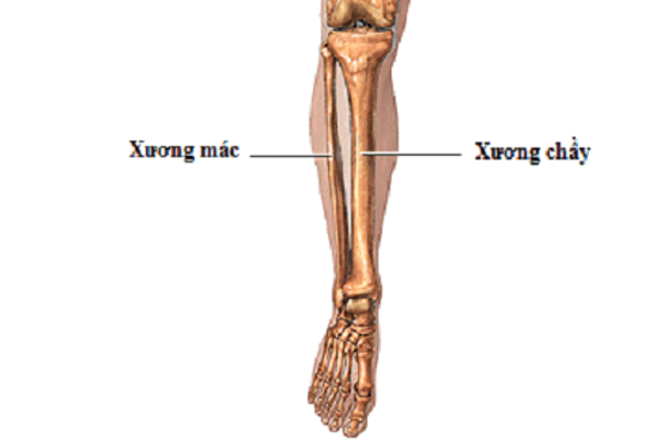 xương chày nằm ở đâu - Image 4
