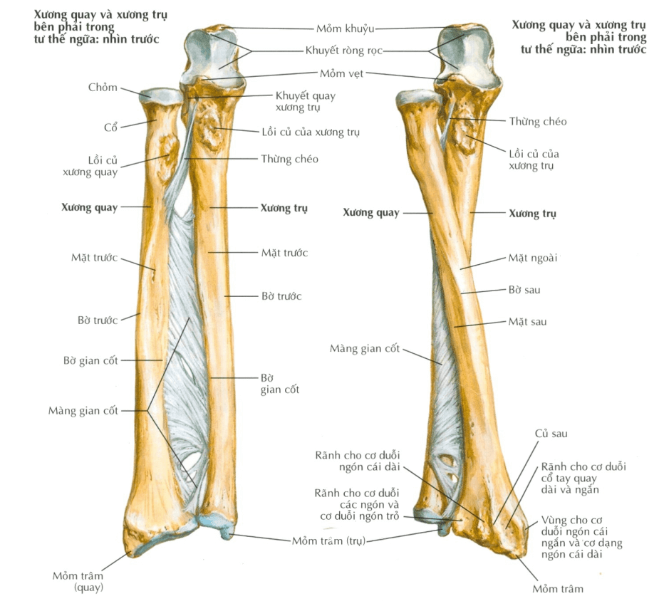 xương chi trên - Image 2