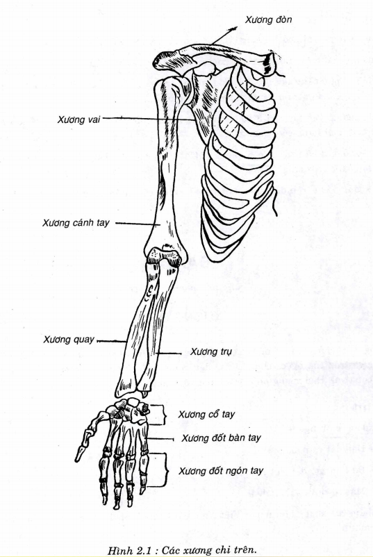 xương chi trên - Image 5