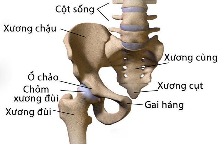 xương cùng - Image 3
