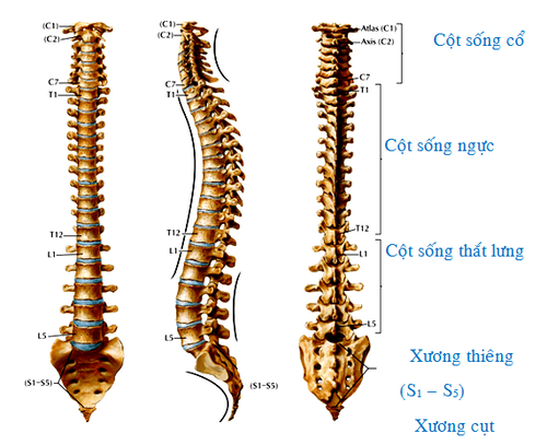 xương cùng - Image 5