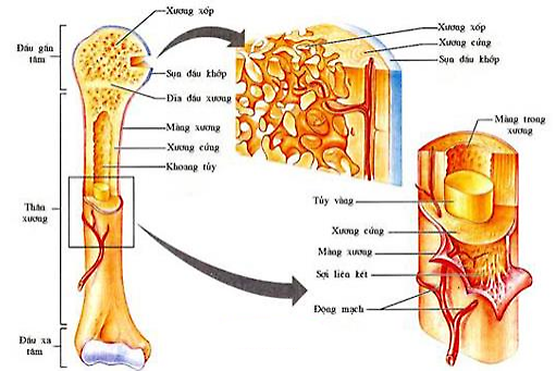 xương dài - Image 1