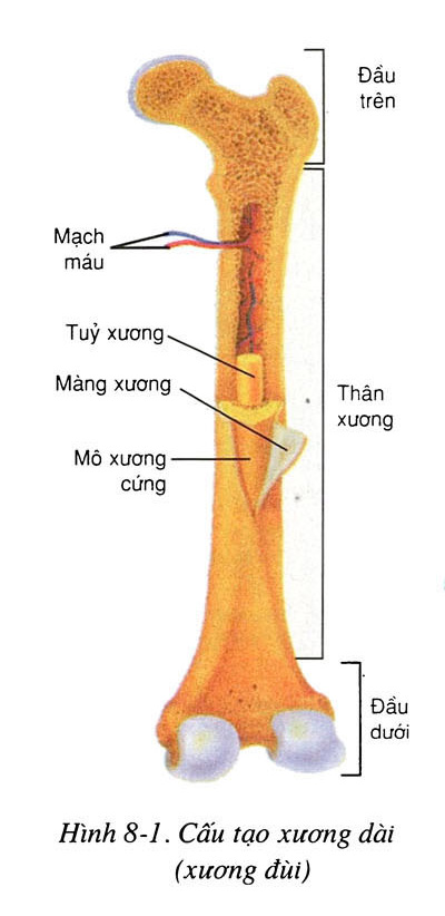 xương dài - Image 2